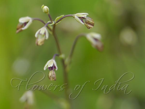 Alpine Meadow Rue